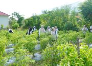 Panen Perdana Gertam Cabe, TP PKK Tidore Perkuat Ketahanan Pangan