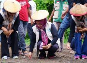 Perkuat Program Ketapang Emas, Ketua TP PKK Tidore Resmi Panen Perdana Jagung di Payahe