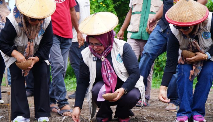 Perkuat Program Ketapang Emas, Ketua TP PKK Tidore Resmi Panen Perdana Jagung di Payahe