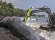 Paus Raksasa 10 Meter Terdampar di Afe Taduma Ternate
